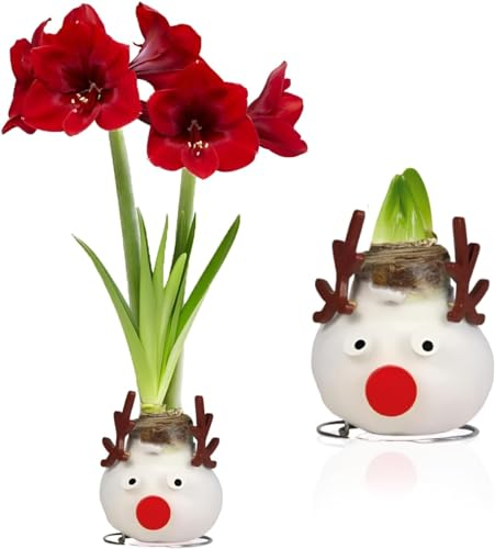Amaryllis in Wachs Reindeer - 1 Wax Amaryllis zwiebel in Großformat 26/30 - Exklusive Blumenzwiebeln Echte Pflanzen und Blumen aus Holland - Hippeastrum Zwiebeln (keine Samen, nicht künstlich)