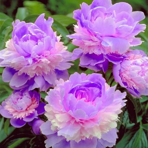 Großblumige Pfingstrosen, mehrjährige, kältebeständige Blumenzwiebeln, leuchtende Blüten, verschiedene Sorten, ausgezeichnete dekorative Wirkung-2 zwiebeln-A