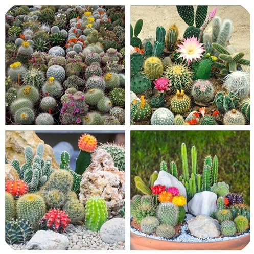 Miscuglio di Semi di Cactus, Piante Grasse, Mix di Varietà, cactacee seeds
