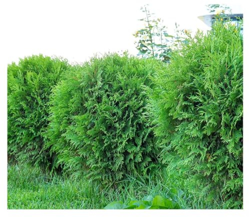Thuja Occidentalis 'Mr Bowling Ball' - Compact, Round Evergreen Shrub with Dense Green Foliage, Ideal for Small Spaces and Containers, Low Maintenance, 1X or 2X 3 Litre Pots by Thompson & Morgan