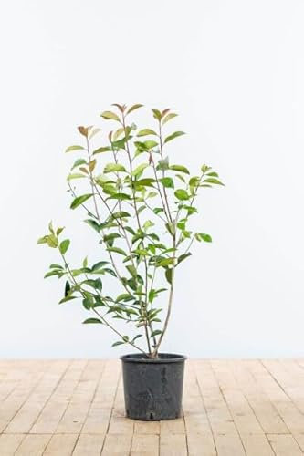 Glanzmispel ‚Red Robin‘ – Photinia fraseri – Heckenpflanze – Auswahl der Höhe 60–200 cm – immergrün & winterhart – ideal für dichte Hecken (Variante 80-100cm)