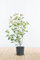 Glanzmispel ‚Red Robin‘ – Photinia fraseri – Heckenpflanze – Auswahl der Höhe 60–200 cm – immergrün & winterhart – ideal für dichte Hecken (Variante 80-100cm)