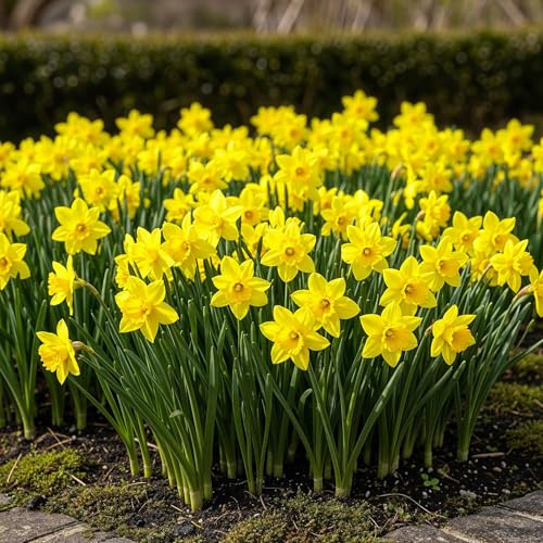 GreenboutiQ - Bulbes à fleurs - Narcis Tete-A-Tete - Couleur Jaune - 50 pièces - Taille de bulbe 10/12