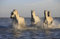 HANSEPUZZLE 22672 - Pferde im Wasser Puzzle 500 Teile | Tierwelt Puzzle mit hochwertiger Puzzle Aufbewahrung: Kartonbox und wiederverschließbarem Beutel | Puzzle-Maße: 46 x 30 cm