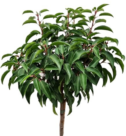 Portugiesischer Kirschlorbeer 'Prunus Myrtifolia' Hochstamm 80-100 cm Winterhart Freilandaufzucht