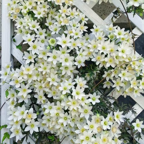 clematis zwiebeln - zwiebeln bodendecker pflanzen winterhart clematis winterhart mehrjährig blumenzwiebeln zwiebel frühblüher wildblumen winterharte stauden mehrjährig frühlingsblumen 3pcs
