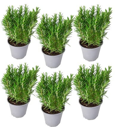 Romero | Pack 6 Plantas | DECOALIVE | Pack de Plantas de Romero Naturales | Interior y Exterior