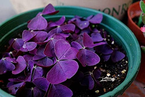 Oxalis triangularis pianta,Rinverdimento Del Giardino,Splendidi Colori,-1,7Bulbis