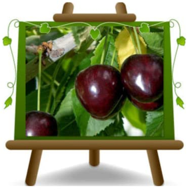 EURO PLANTS VIVAI Ciliegio Dolce Durone di Cesena - Altezza 180-200 cm - Età 4 Anni - Vaso 24/26 cm