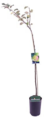 Albero di Melo pianta di melo Età 2 anni già innestato pianta in vaso di mela pianta vera di mela venduta da eGarden.store (Decio)