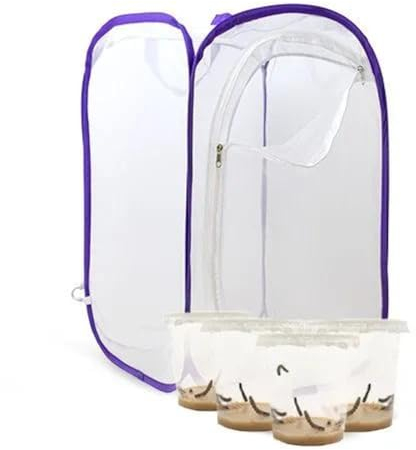 Butterfly Breeding Set for Children / Adults | Breeding Butterflies [Success Guarantee] | Home Butterflies | Free E-Book + Learning Materials | Growing Caterpillars at Home from 3 Years - 4 Cups