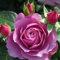 Rosen pflanzen winterhart - rosafarbene zwiebeln winterharte mehrjährige Sträucher – duftende Rosen – Hybridrosen-1Pflanze-C