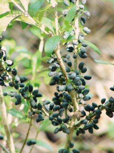 Forestiera segregata Florida aligustre swampprivet semilla rara baya nativa 100 semillas