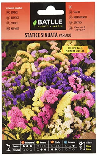 Semillas de Flores - Statice Sinuata variado - Batlle