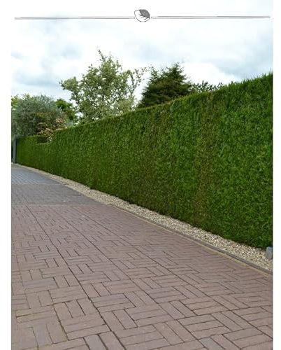 Lebensbaum Brabant 160-180 cm. 20 Heckenpflanzen. Immergrüner Sichtschutz Zaun