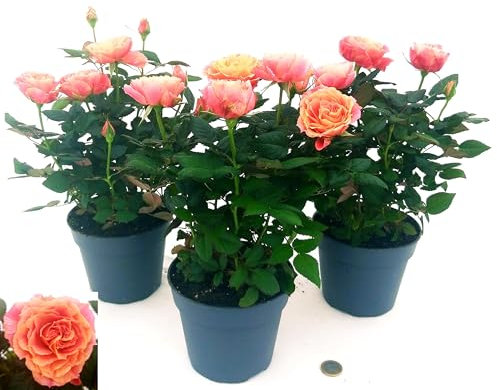 POWERS TO FLOWERS - ROSA DA GIARDINO RAMPICANTE e RIFIORENTE, ROSA ARANCIO SCREZIATO, 3 PIANTE, Piante Vere
