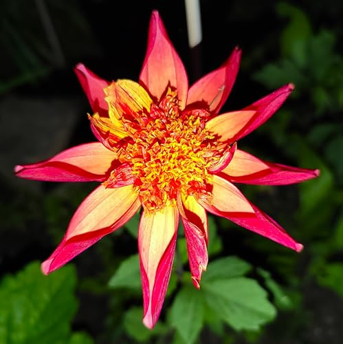 Ausverkauf RARITÄT : Dahlienknolle : Dahlia - Dahlien Anemonenblütige Honkadahlie  Octopus Sparkle  1 Knolle/Rhizom