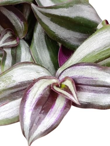 Tradescantia Zebrina Violet, Erba miseria, Tradescanzia viola - vaso Ø 10 cm pianta fiorita vera da interno esterno