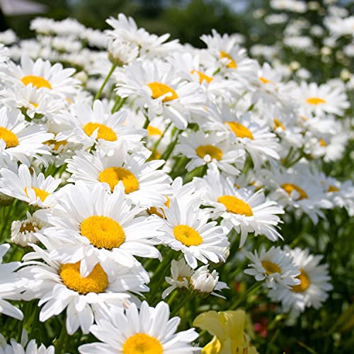 Margherita Regina di Maggio Semi in Busta