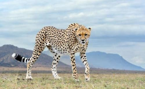 Holz-Bild 150 x 90 cm: Wilder afrikanischer Gepard, schönes Säugetier. Afrika, Kenia (138706165)