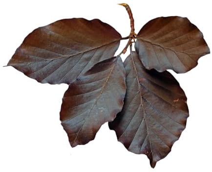 Copper Beech Tree, Fagus Purpurea 'Copper Beech', 1 x Large Plant in 5 Litre Pot, 120cm to 140cm Height, Garden Ready and Ready to Plant, Premium Quality Trees