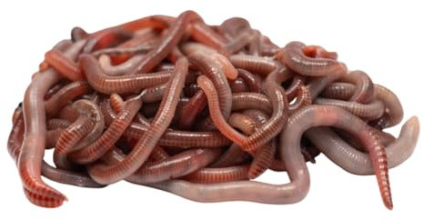 Kompostwurm-Mix 1000 gram ≈ 1000 STK. eingebettet in Kompost für 100% sicheres Versand | Mit 3 Arten lebenden Kompostwürmer | Billiebin