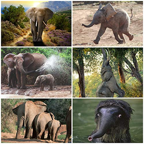 ELEFANTEN Tierpostkarten-Set (6 Postkarten) mit 6 verschiedenen Elephanten-Motiven von Edition Colibri