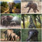 ELEFANTEN Tierpostkarten-Set (6 Postkarten) mit 6 verschiedenen Elephanten-Motiven von Edition Colibri