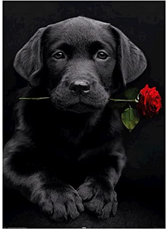 MXJSUA Diamond Painting Diamant Painting Bilder DIY 5D Diamantbild, Malen nach Zahlen, DIY 5D Diamant Painting Labrador und Rose, Strass Stickerei, DIY Cross Stickerei Malerei Kits Wand Dekor 30X40cm