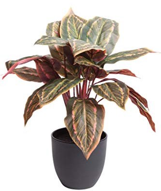 Kunstpflanze (Alocasia, Dieffenbachia, Calathea) Höhe 40-50 cm im schwarzen Kunststofftopf (Calathea)