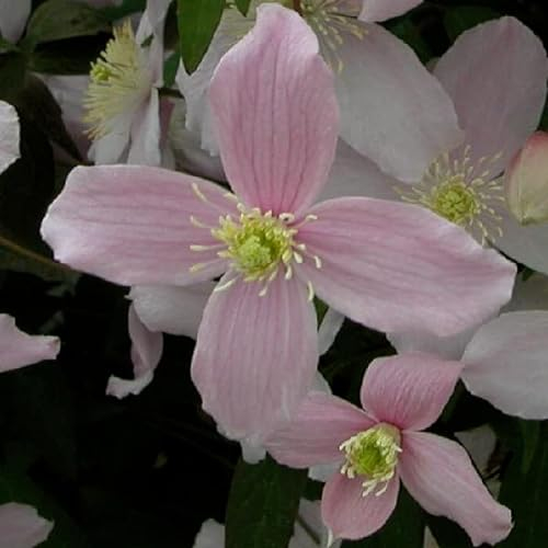 Waldrebe montana 'Fragant Spring' - Clematis montana ‘Fragrant Spring' - 50-60 cm Topf