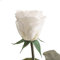 Ewige Rose Weiß - 30-35 cm echte Infinity Rosen konserviert in Weiß mit Stiel und Rosenduft - Geschenke für Frauen Hochzeit Deko für Blumenvase