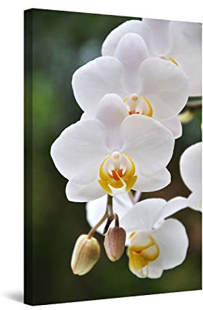 Startonight Quadro su Tela Orchidea Bianca, Grandi Quadri Fiori Natura Moderni Stampe Grande per Soggiorno Stampe Incorniciate 80x120 cm, Decorazione Parete, Idea Regalo Elegante Luminoso al Buio