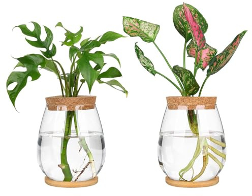 Gokelomg Lot de 2 stations de propagation de plantes avec plateau en bois et couvercle pour la propagation des plantes hydroponiques