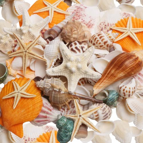 SKOOLOVE Gemischte Muscheln, 10 Arten Strandmuscheln und 2 Arten Seesterne Seestern, für Strandpartys, Tischstreuungen,Heimdekoration, DIY-Handwerk, Kerzenherstellung