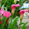 Calla Cebollas resistentes al invierno, multiaño, resistentes al invierno, flores de balcón, decoración de jardín para exteriores, regalo para jardín, resistente al invierno, cubierta de suelo,