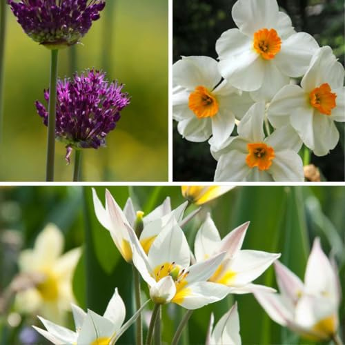 Plant in a Box - Dry Garden Box - 35 Blumenzwiebeln für trockene & sonnige Standorte - Frühblüher-Mix mit Tulpe, Narzisse & Allium - Pflegeleicht & mehrjährig