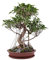Ficus benjamina Samen - Birkenfeige 20 Samen- Zimmerpflanze oder perfekt für Bonsai