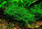 Taiwan Moss - Taxiphyllum Alternans - Live aquarium plant