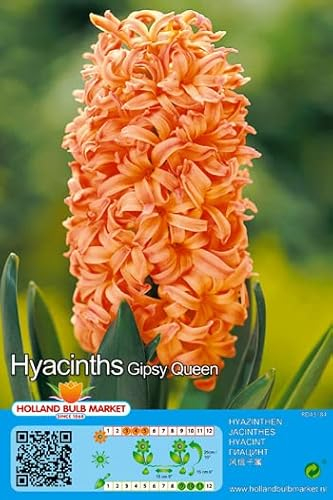 Hyazinthenzwiebeln : Hyacinthus - Hyazinthe Gipsy Queen duftend 3 Blumenzwiebeln