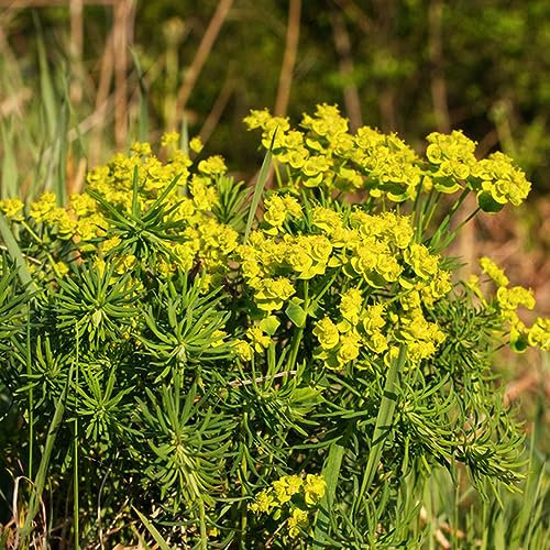 250 Pcs Wolfsmilch Kaktus Samen, Luftreinigende Zimmerpflanzen (Euphorbia Pekinensis) Bodendecker Winterhart Mehrjährig Hochbeet Samen, Nachhaltige Geschenke Seltene Pflanzen, Pflanzen