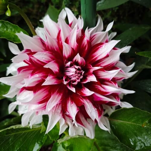 6 pcs Dahlien Knollen Winterhart winterharte balkonpflanzen frühblüher zwiebeln Dahlia pinnata dahlien knollen großblumig blumen zwiebeln winterhart mehrjährig Hochbeet Balkon PflanztöPfe