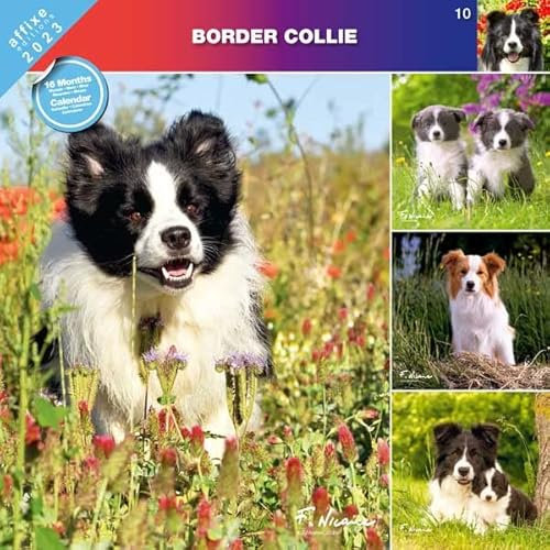 Border collie 2022 - Kalender Affixe