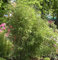 Gartenbambus Simba 80-100cm - Fargesia murielae
