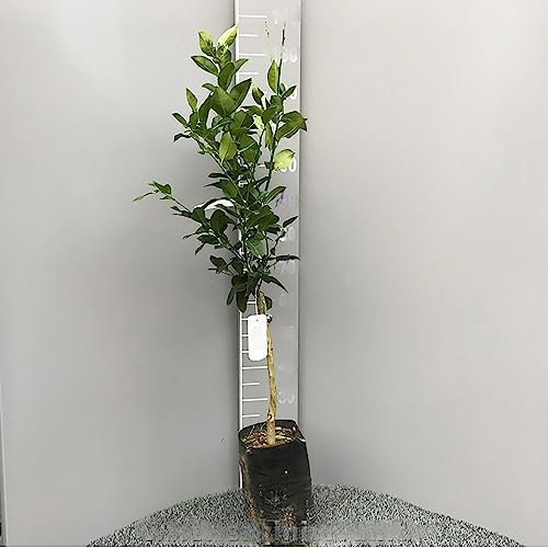 SAVINI VIVAI Naranjo Navellina en Fitocella Alto 100-120 cm Refinamiento de 1 año