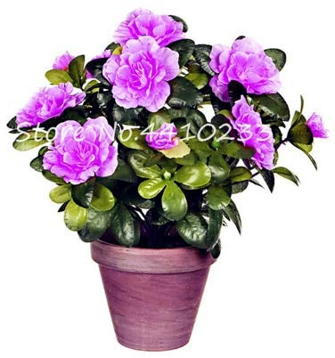 Ponak Neue 100 PC Rhododendron Azalee Blumensamen für lila Garten Licht
