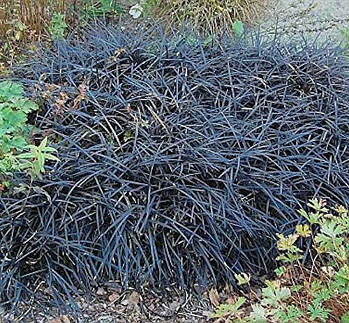 Dunkelblättriger Schlangenbart Niger - großer Topf - Ophiopogon planiscapus