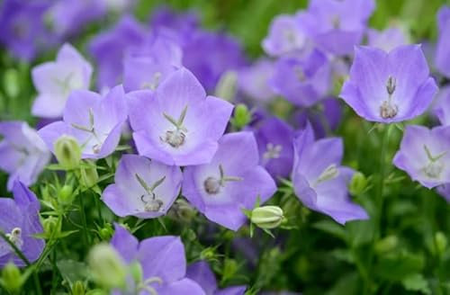 1 Pack of 1500 SEEEDS Campanula Carpatica Blue