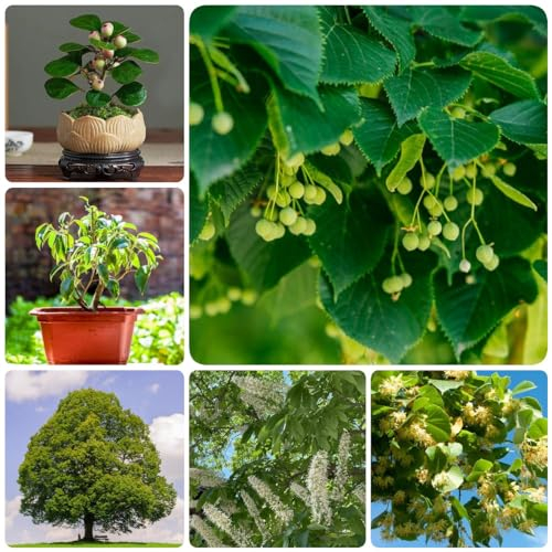 10 Pcs Bodhi Samen - Ficus Religiosa - Bäume Kaufen, Zimmerbonsai Bonsai Bodhi Baum Bonsai Samen, Bonsai Baum, Nachhaltige Geschenke Pflanzen Balkon, Deko Wohnzimmer Bonsai Tree Bäume