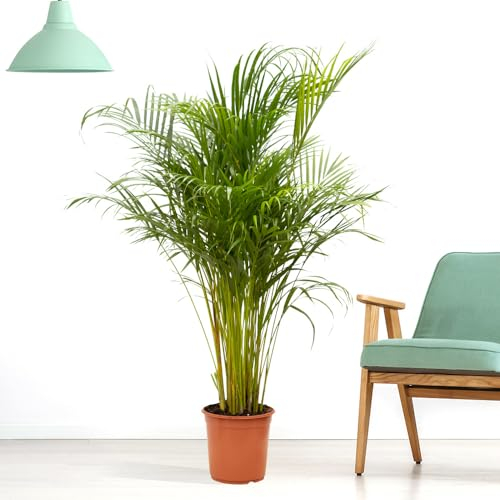 Exotische, große Goldfruchtpalme XXL, Areca-Palme, echte Zimmerpflanze, Topfgröße 24 cm, Höhe circa 150 cm, Zimmerpflanzen für die Wohnung oder das Büro, Pflanzenversand
